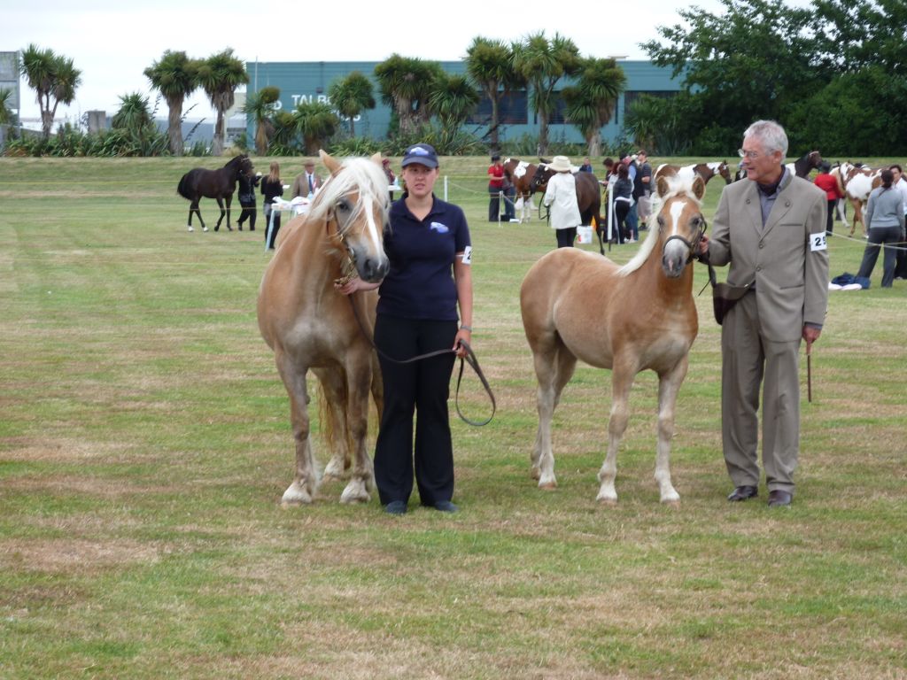 Haflinger cheap official website